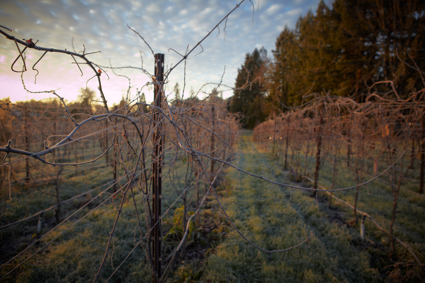 AlanCampbellPhotography,BigPig Vineyard Winter frost