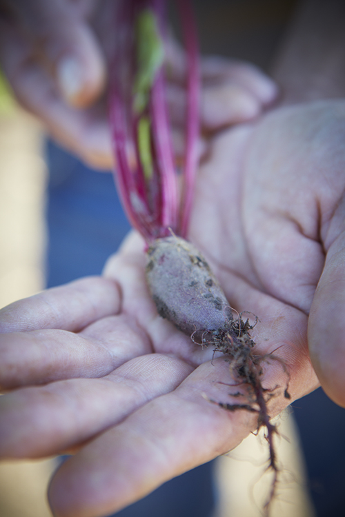 AlanCampbellPhotography, baby beet in gardners hands.