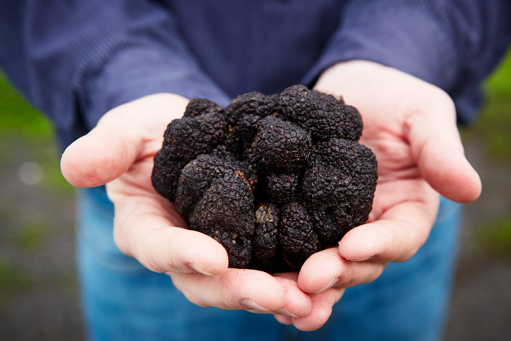 AlanCampbellPhotography large black truffle in hands