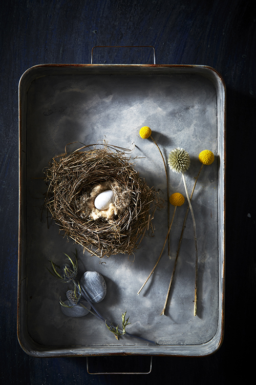 AlanCampbellPhotography, still life with a bird nest