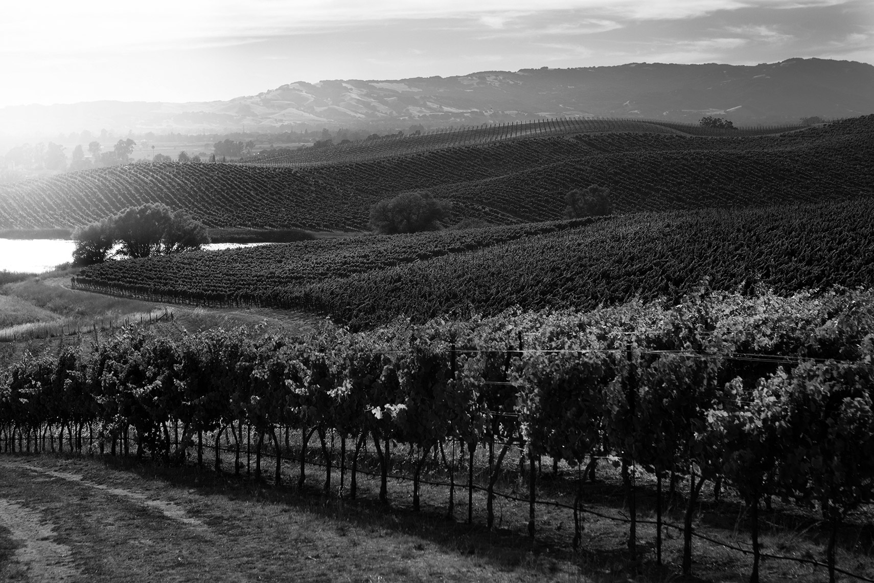 AlanCampbellPhotography, Carneros hills vineyard shot