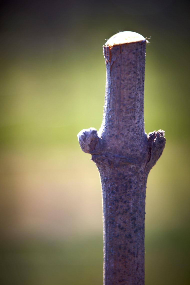 AlanCampbellPhotography, sap seeping out after pruning