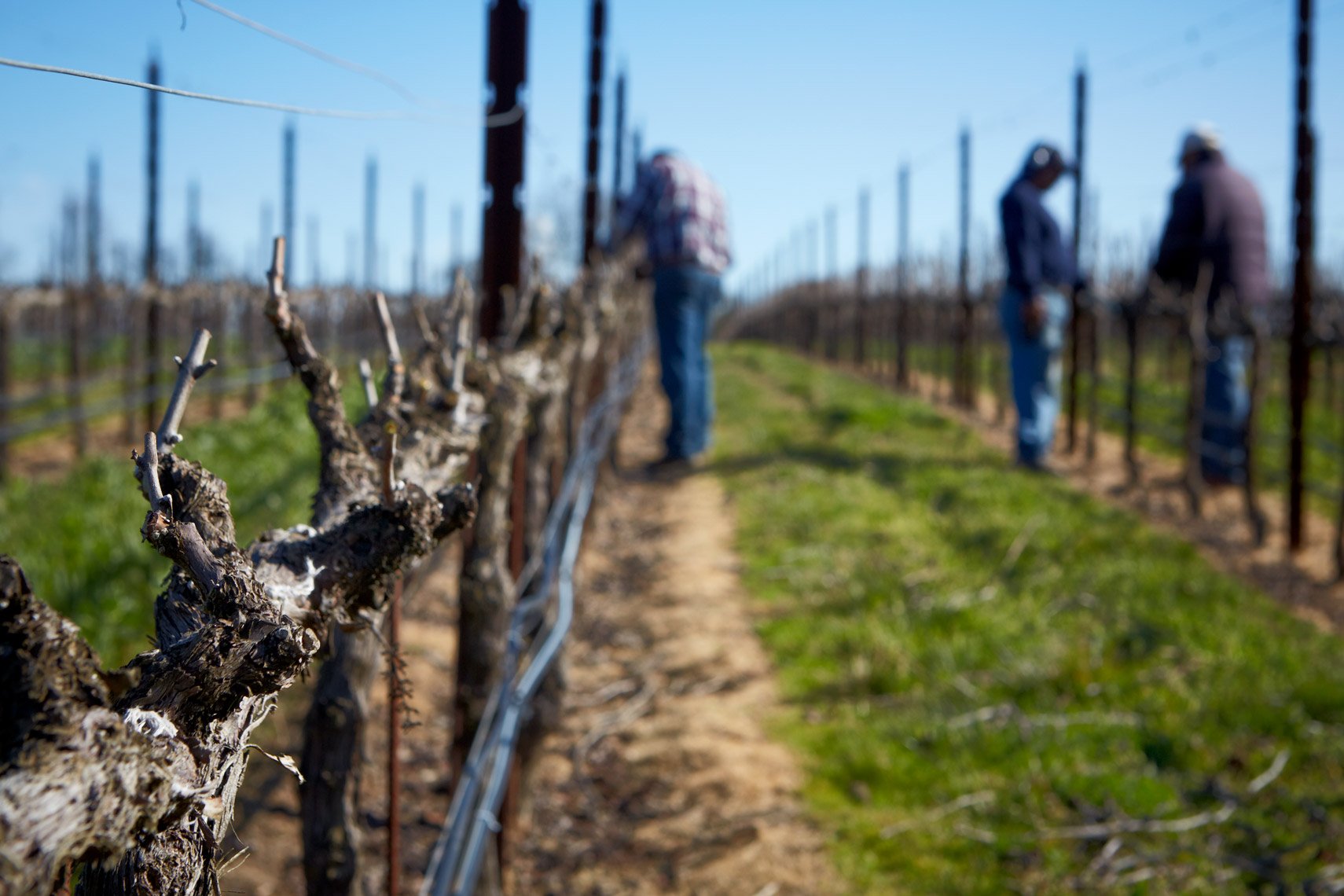 AlanCampbellPhotography, pruning the vineyards