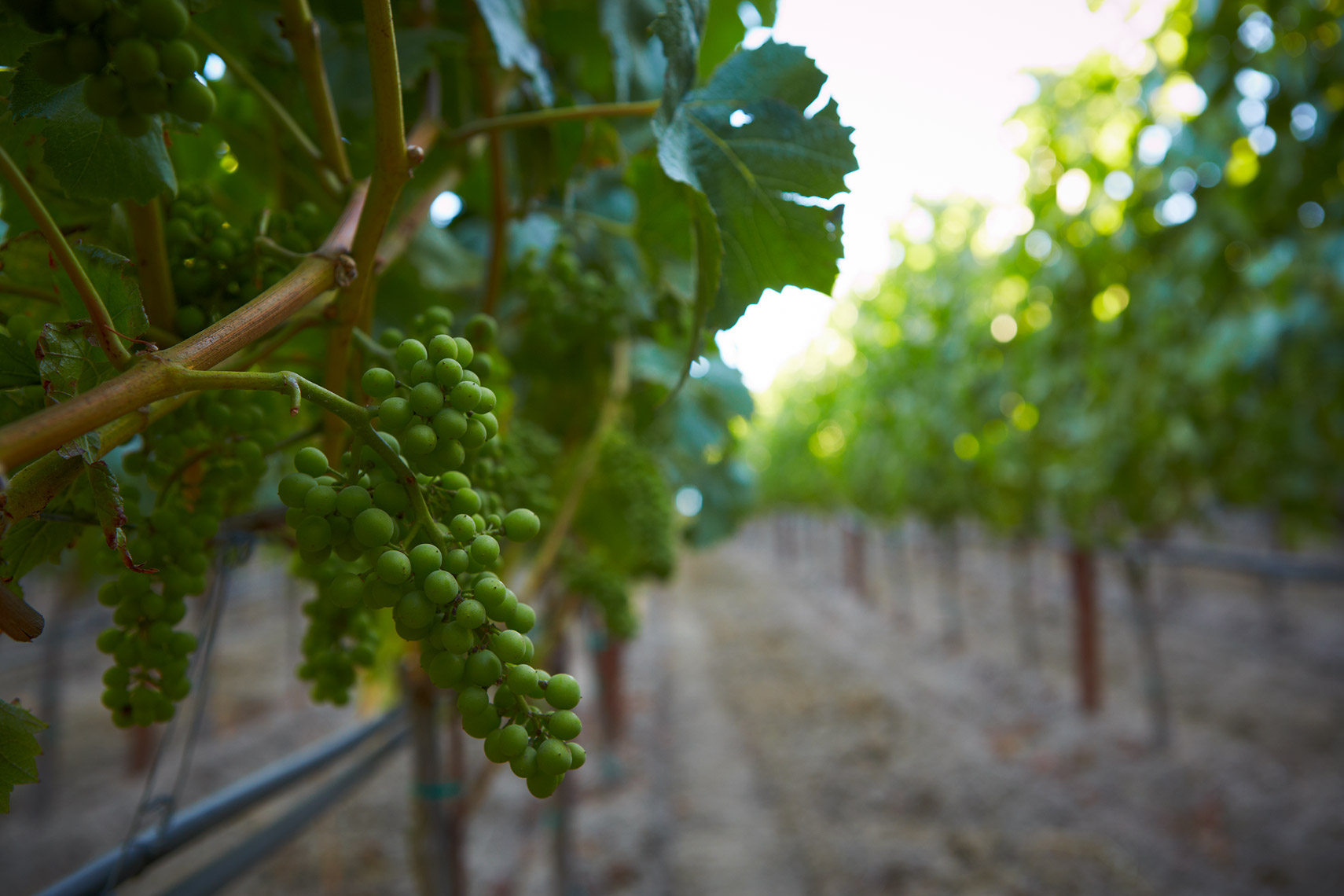 AlanCampbellPhotography, grapes on the vine not long before verasion