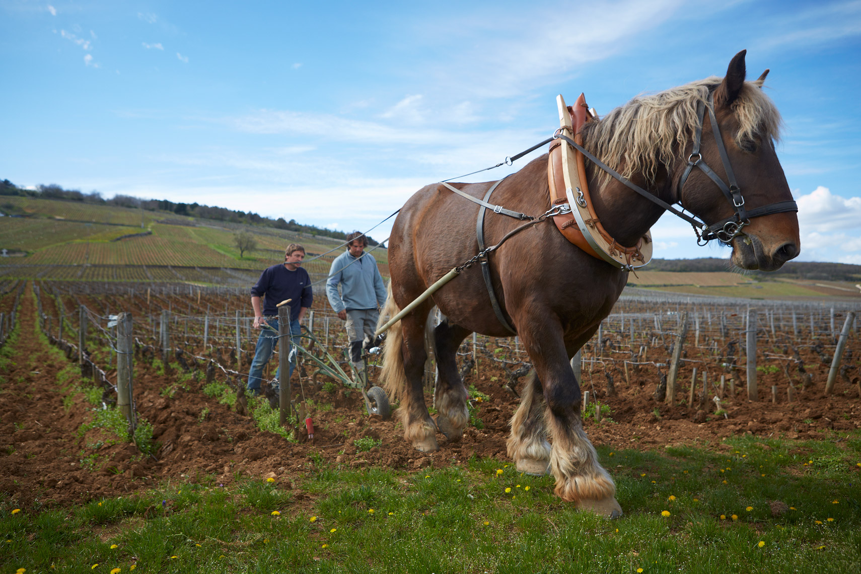 AlanCampbellPhotography, Horse-Plowing-Romanee-Conti