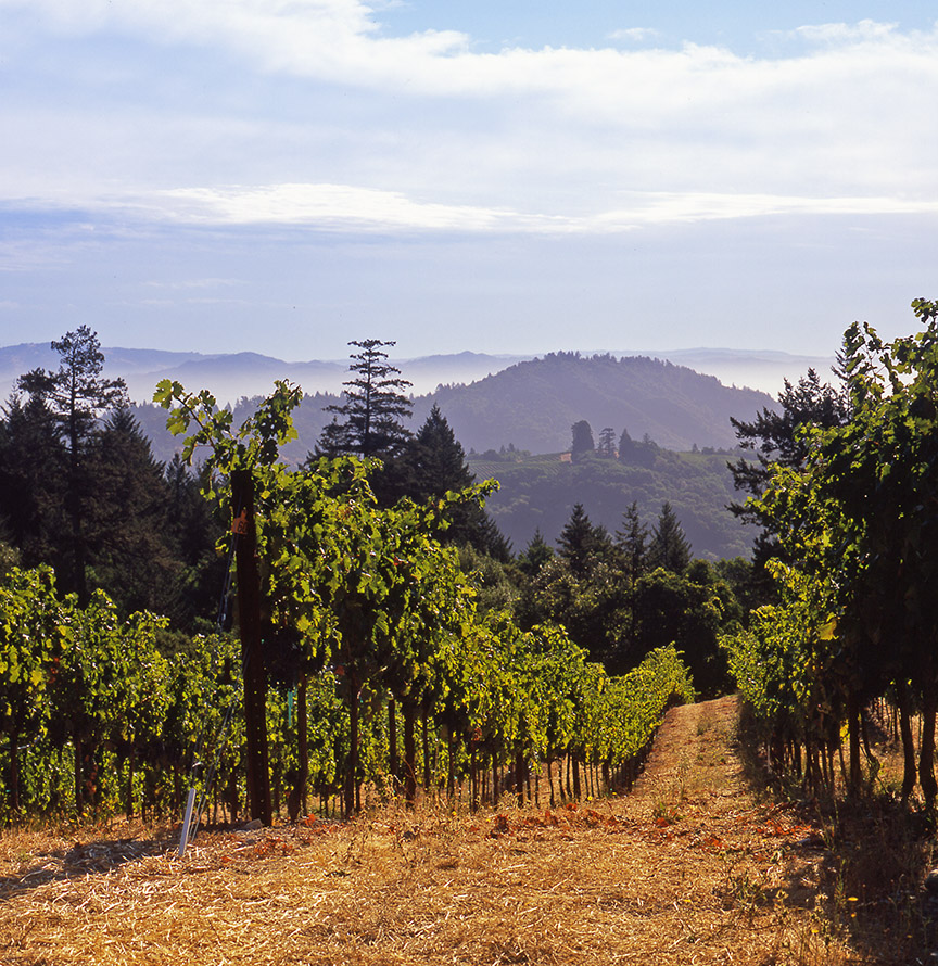 AlanCampbellPhotography, scenic vineyard MendoRidge