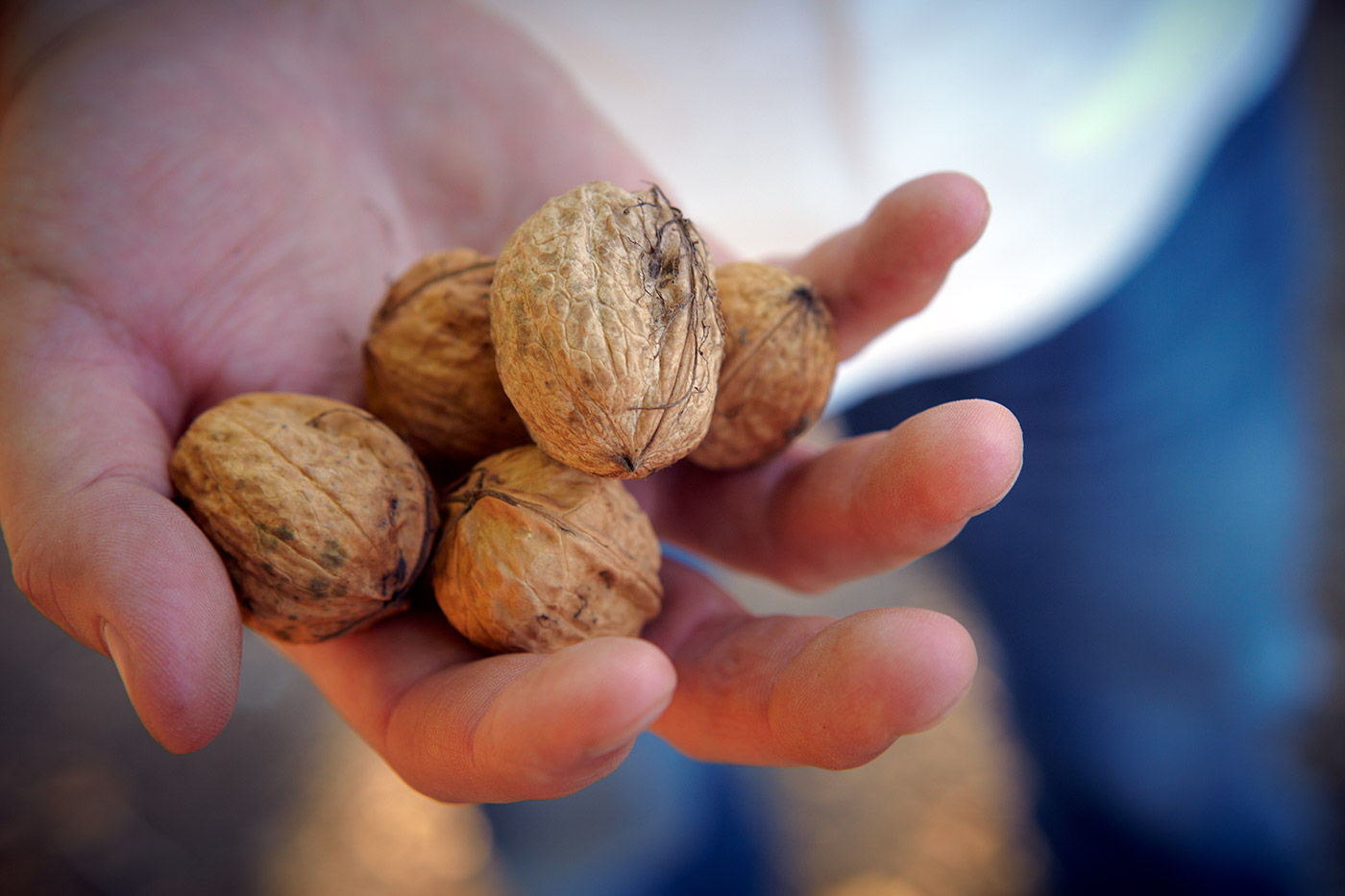 Walnuts-in-Hand