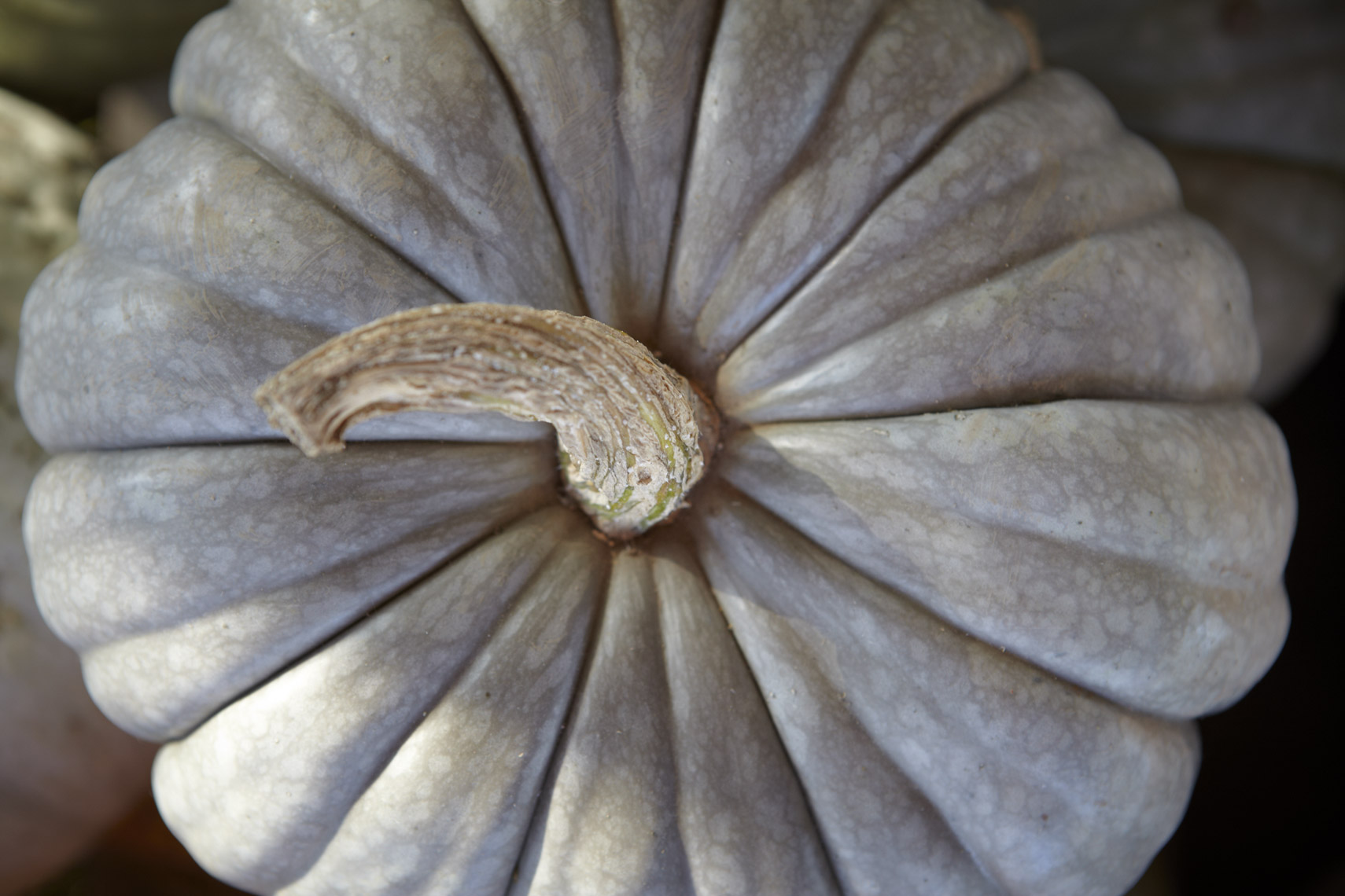 AlanCampbellPhotography, ingredients sonom county Winter-Squash