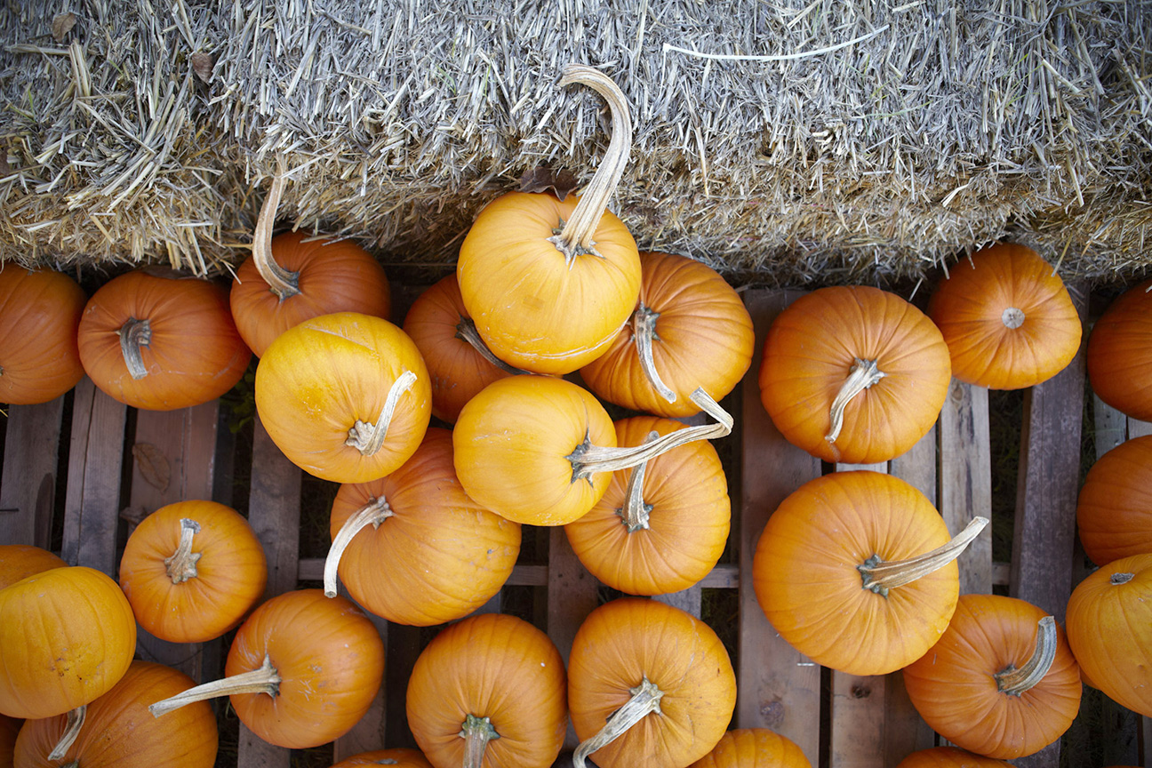 AlanCampbellPhotography, fall harvest sonoma county pumpkins