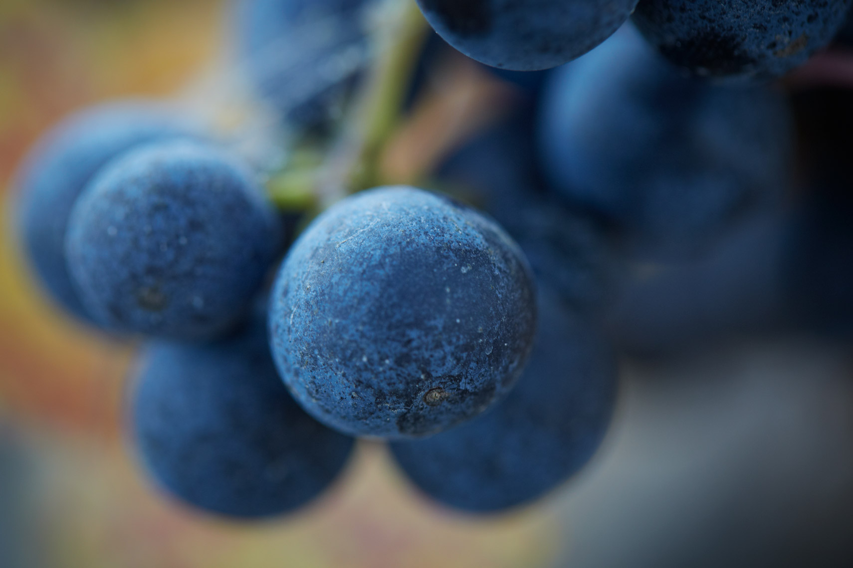 AlanCampbellPhotography, close up of grape
