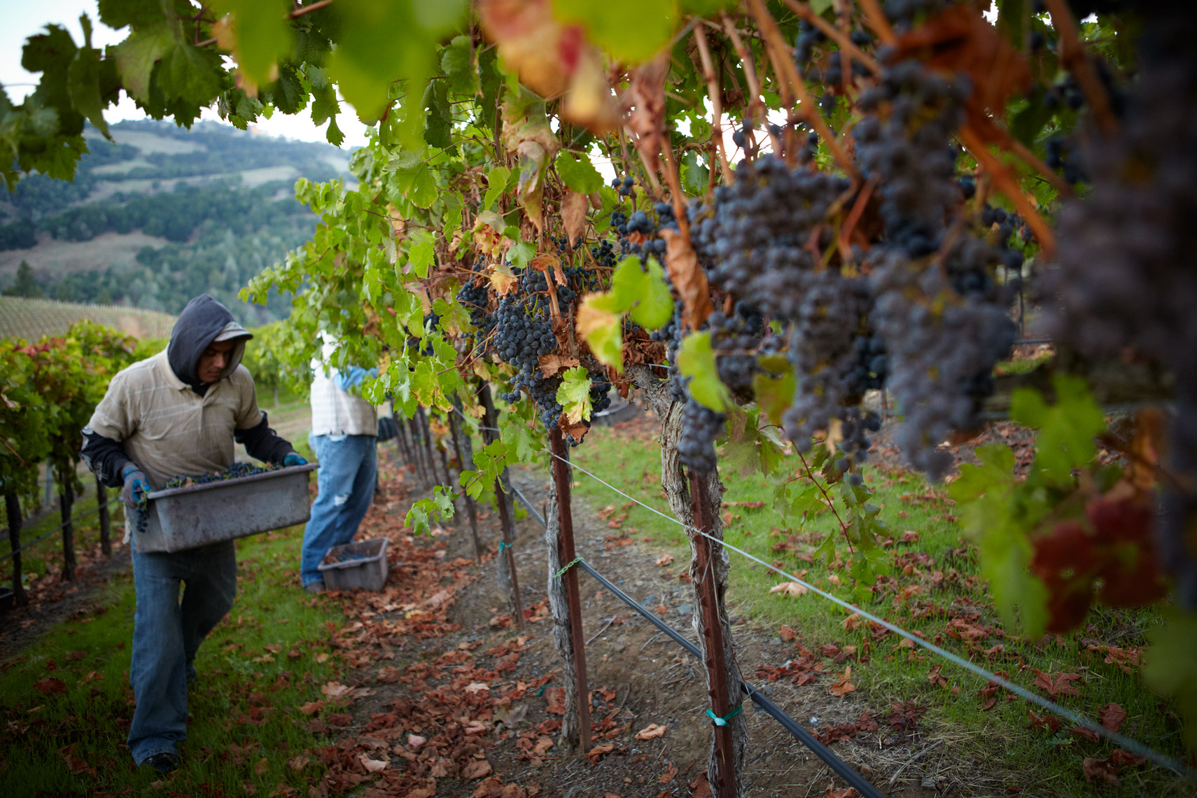 AlanCampbellPhotography, sonoma county cab harvest