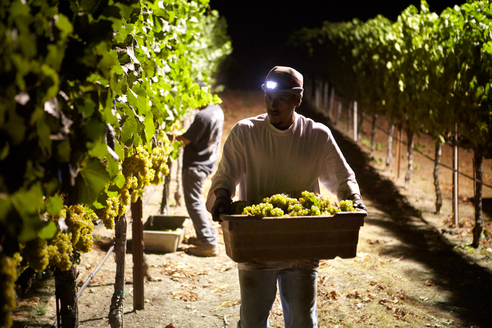 AlanCampbellPhotography, chardonnay night harvest