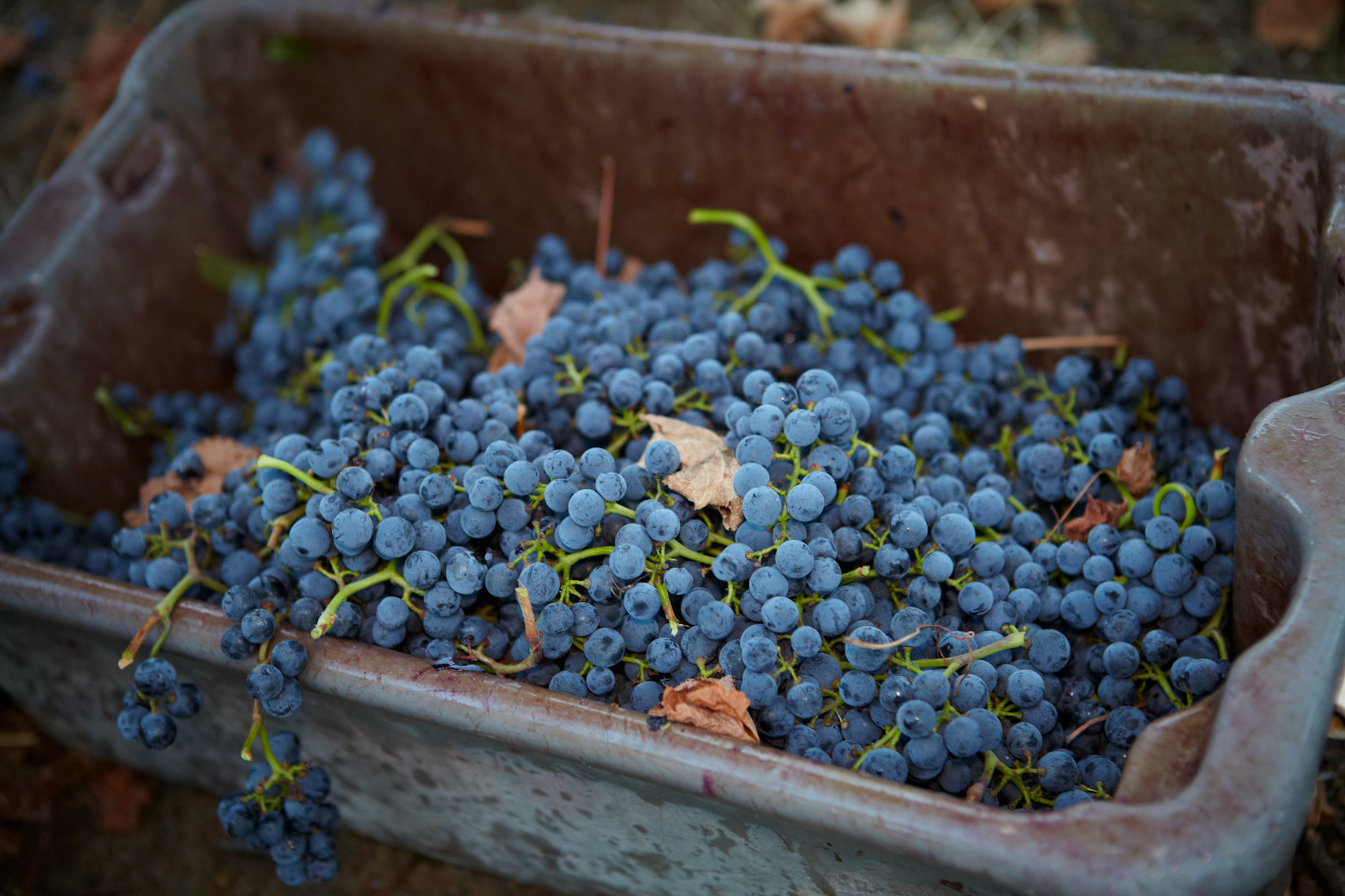 AlanCampbellPhotography, bin of grapes harvest time