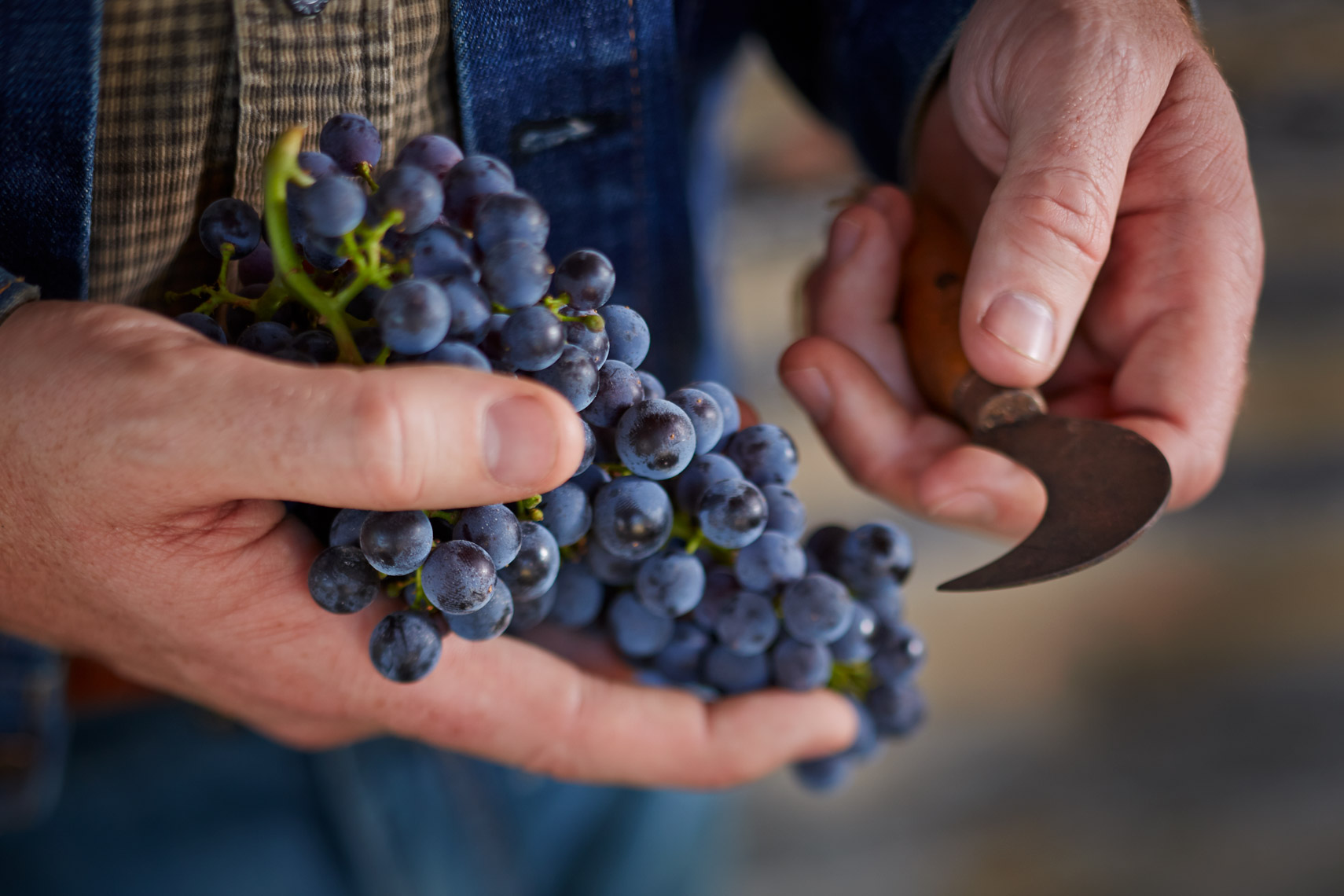 AlanCampbellPhotography, grapes and a harvesting hook