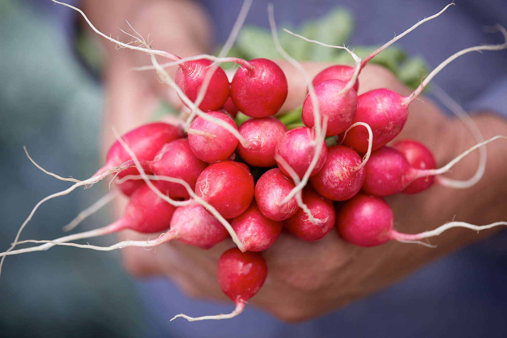 AlanCampbellPhotography, Radishes fresh from the garden