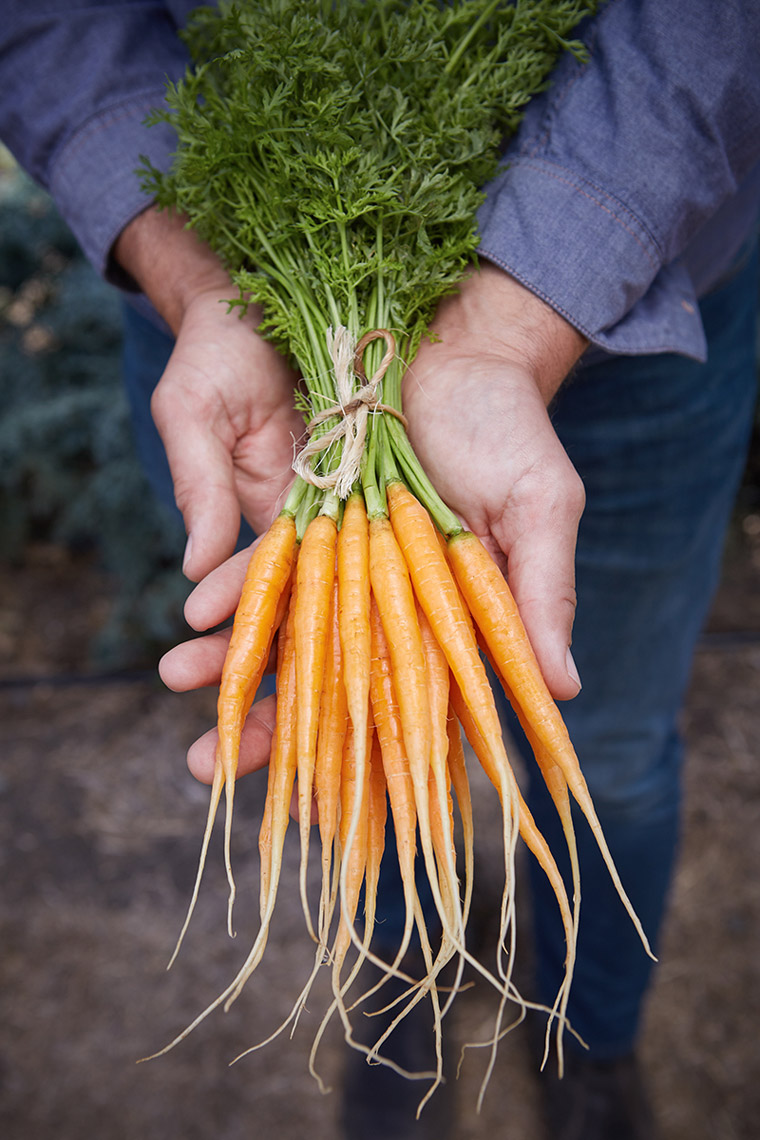 AlanCampbellPhotography, amazing carrots fresh from the garden